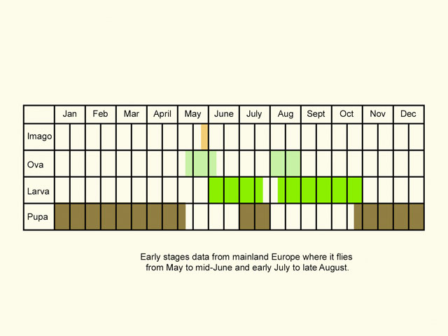  Life stages table Copyright Martin Evans 