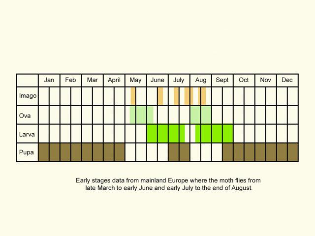  Life stages table Copyright Martin Evans 