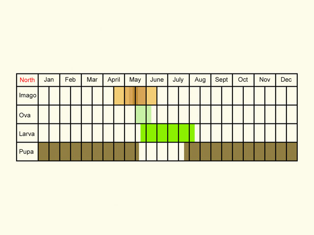  Life stages table Copyright Martin Evans 