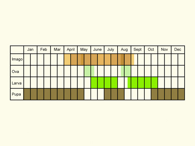  Life stages table Copyright Martin Evans 