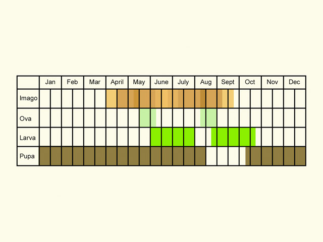  Life stages table Copyright Martin Evans 