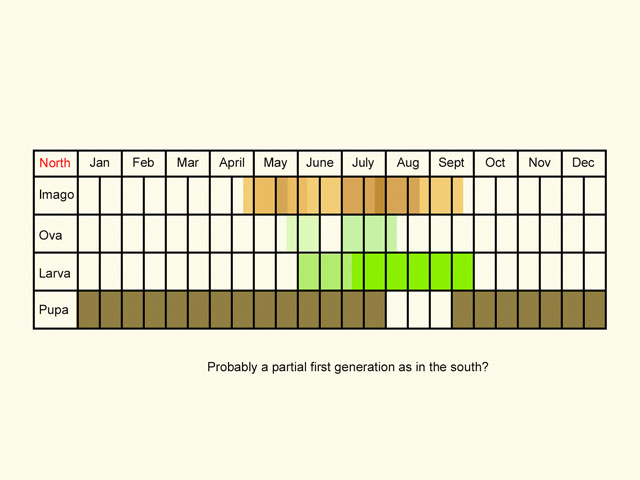  Life stages table Copyright Martin Evans 