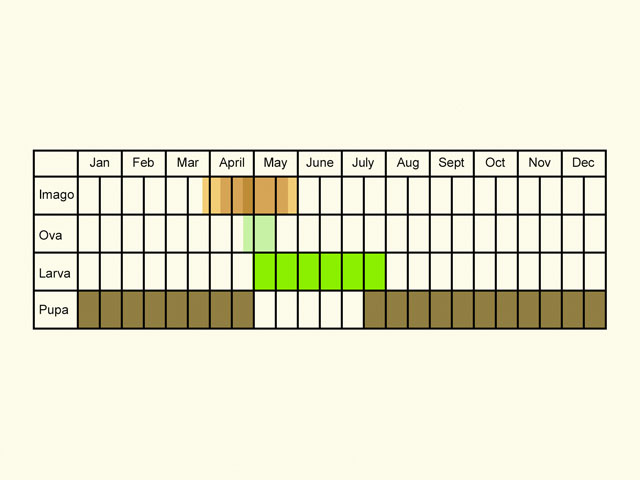  Life stages table Copyright Martin Evans 