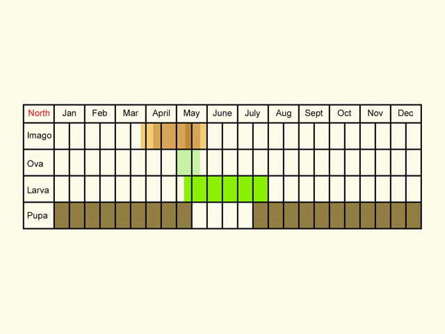  Life stages table Copyright Martin Evans 