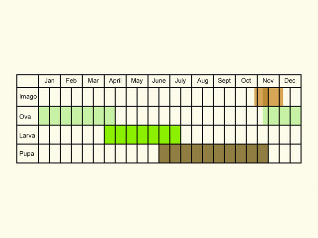  Life stages table Copyright Martin Evans 