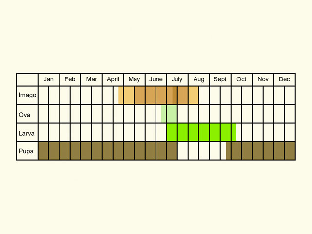  Life stages table Copyright Martin Evans 