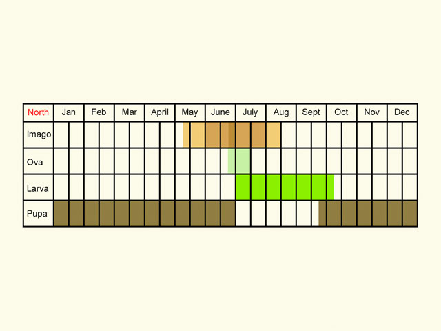  Life stages table Copyright Martin Evans 