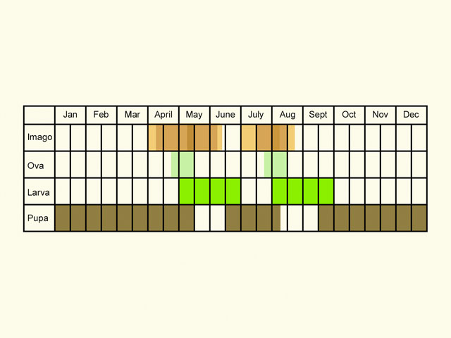  Life stages table Copyright Martin Evans 