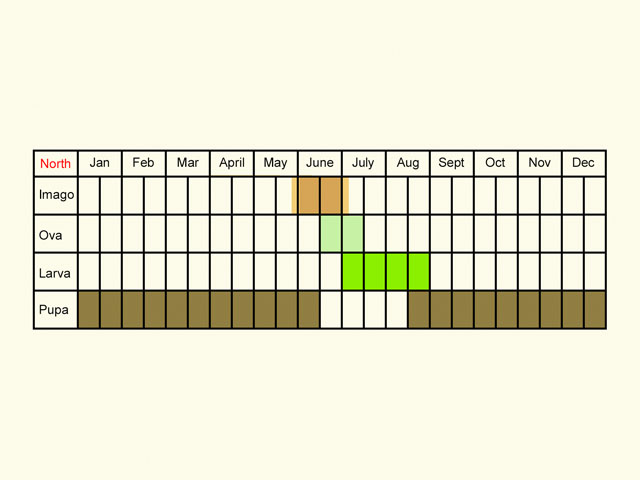  Life stages table Copyright Martin Evans 