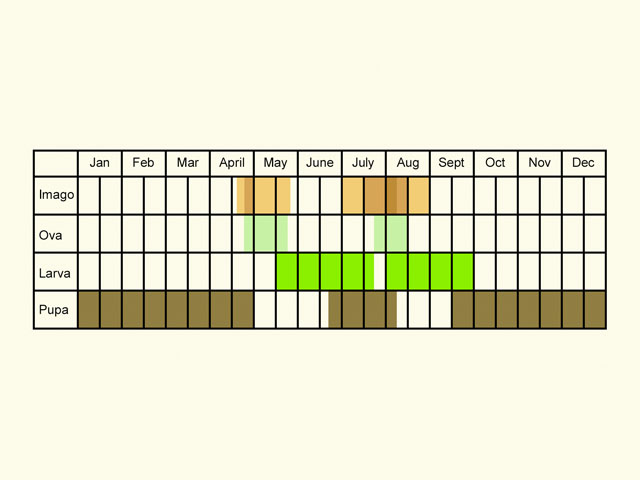  Life stages table Copyright Martin Evans 