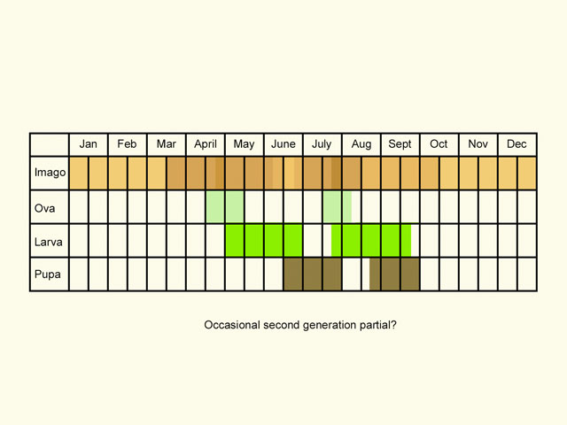  Life stages table Copyright Martin Evans 