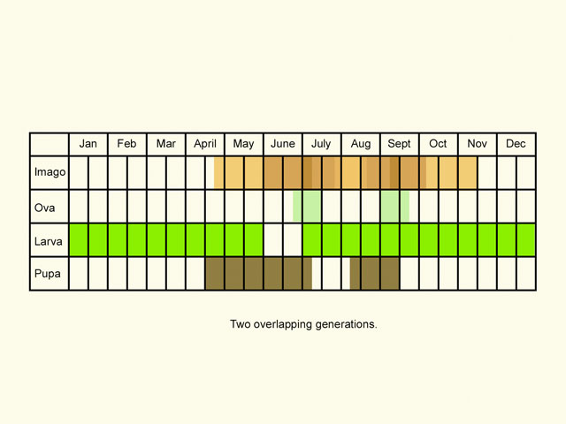  Life stages table Copyright Martin Evans 