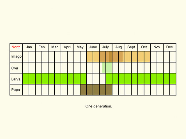  Life stages table Copyright Martin Evans 