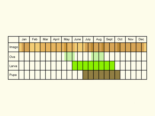  Life stages table Copyright Martin Evans 