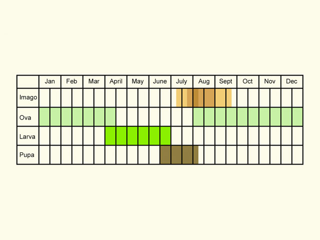  Life stages table Copyright Martin Evans 