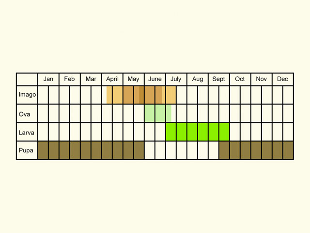  Life stages table Copyright Martin Evans 