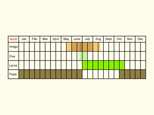  Life stages table Copyright Martin Evans 