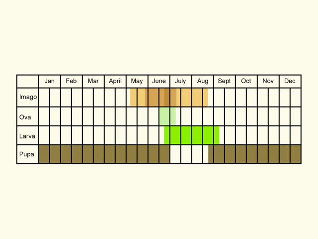  Life stages table Copyright Martin Evans 