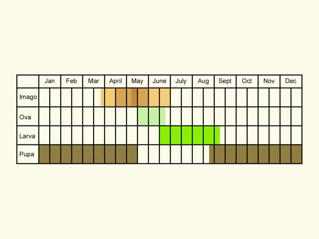  Life stages table Copyright Martin Evans 