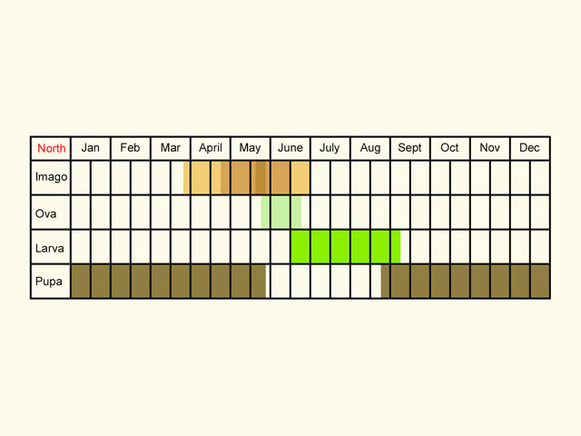  Life stages table Copyright Martin Evans 