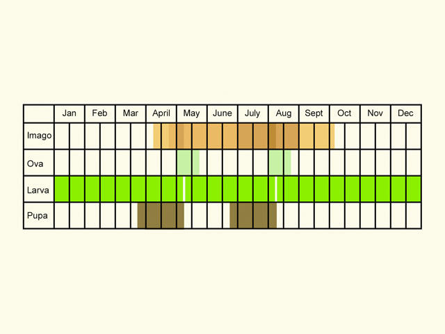  Life stages table Copyright Martin Evans 