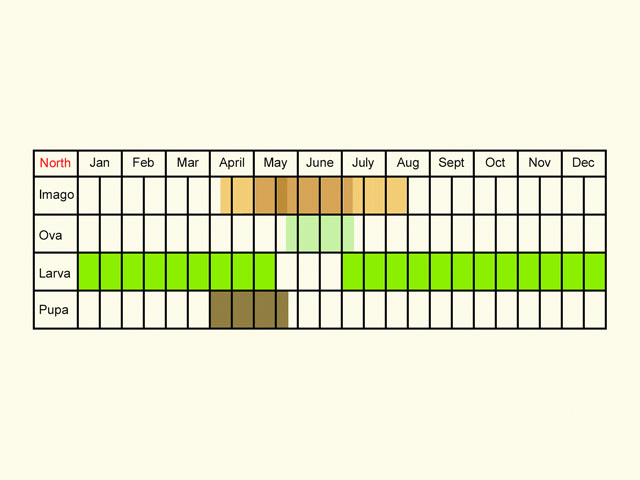  Life stages table Copyright Martin Evans 