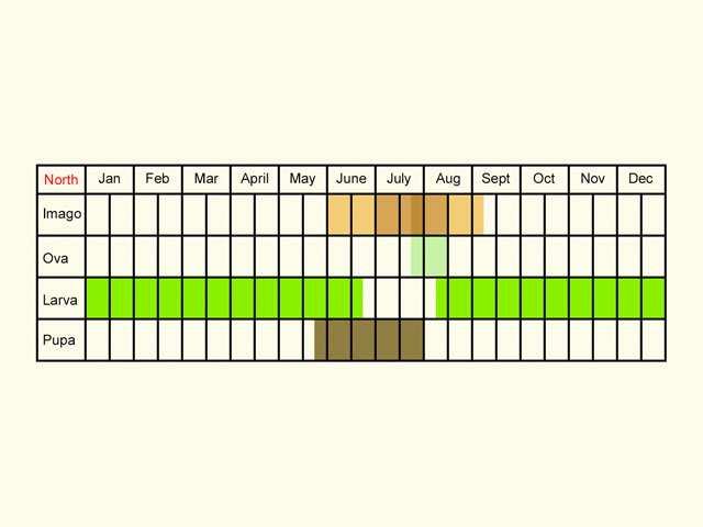  Life stages table Copyright Martin Evans 