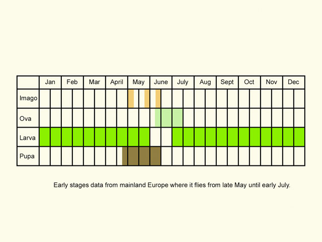 Life stages table Copyright Martin Evans 
