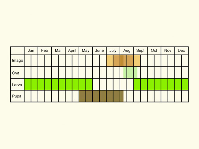  Life stages table Copyright Martin Evans 