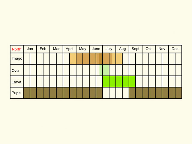  Life stages table Copyright Martin Evans 