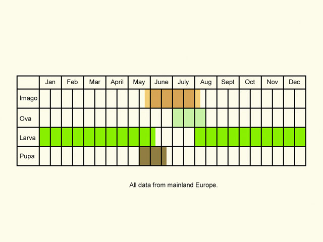  Life stages table Copyright Martin Evans 