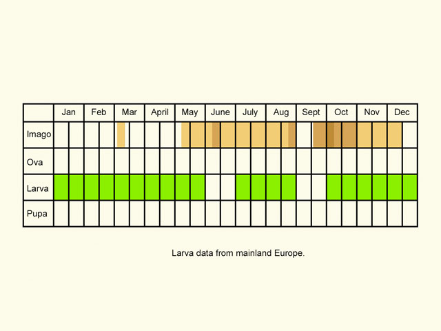  Life stages table Copyright Martin Evans 