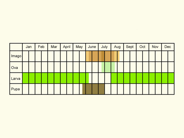  Life stages table Copyright Martin Evans 