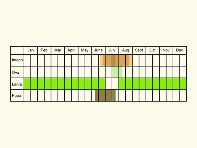  Life stages table Copyright Martin Evans 