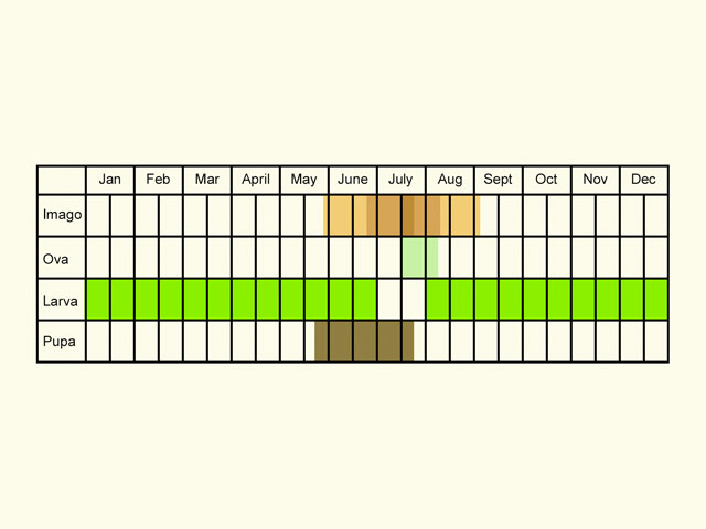  Life stages table Copyright Martin Evans 