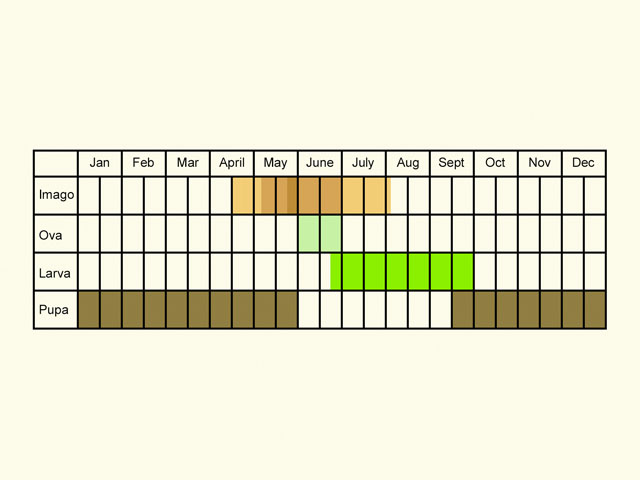  Life stages table Copyright Martin Evans 