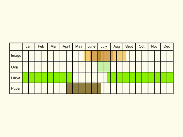 Life stages table Copyright Martin Evans 