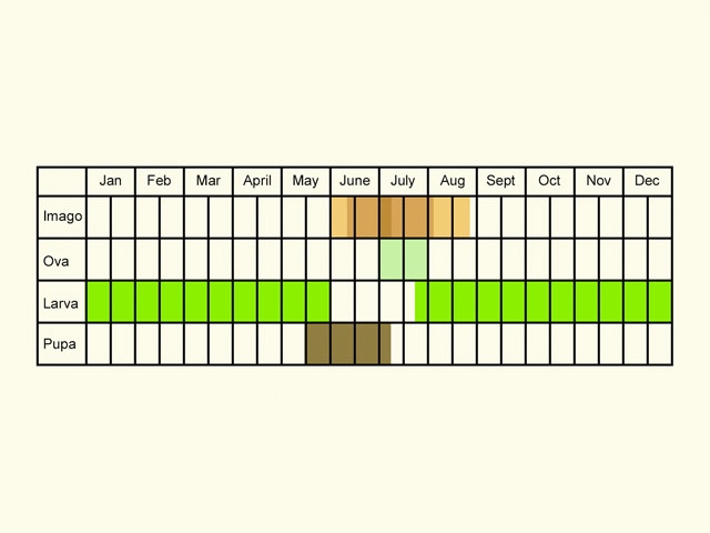  Life stages table Copyright Martin Evans 