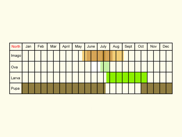  Life stages table Copyright Martin Evans 