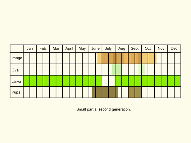  Life stages table Copyright Martin Evans 