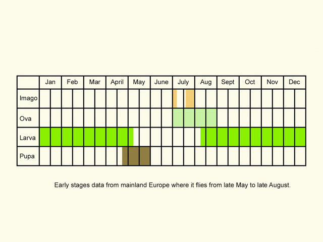  Life stages table Copyright Martin Evans 