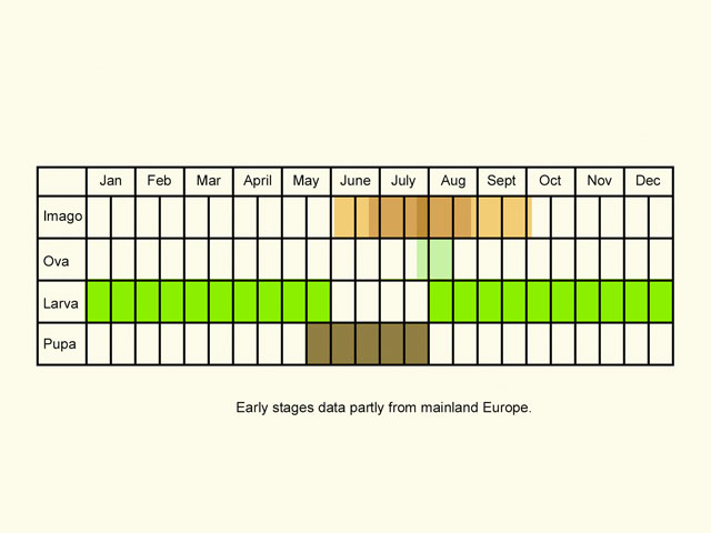  Life stages table Copyright Martin Evans 