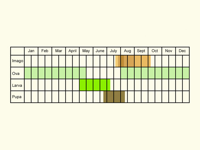  Life stages table Copyright Martin Evans 