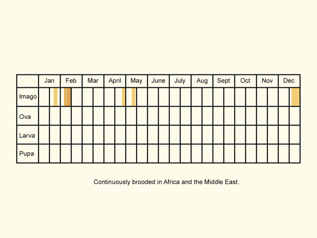  Life stages table Copyright Martin Evans 