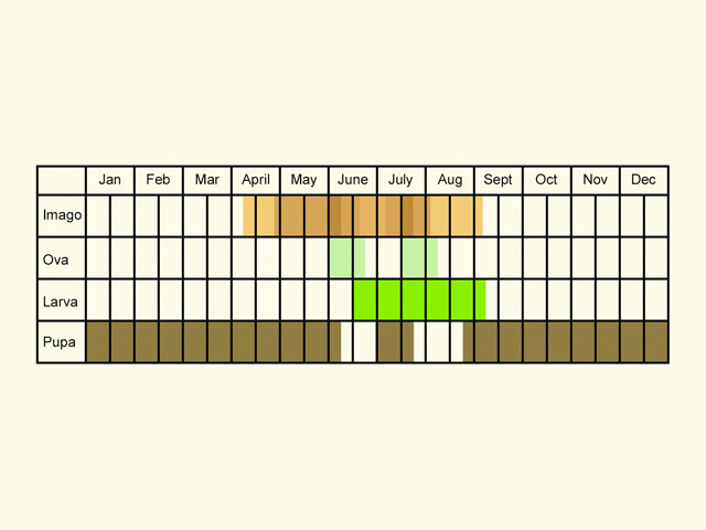  Life stages table Copyright Martin Evans 