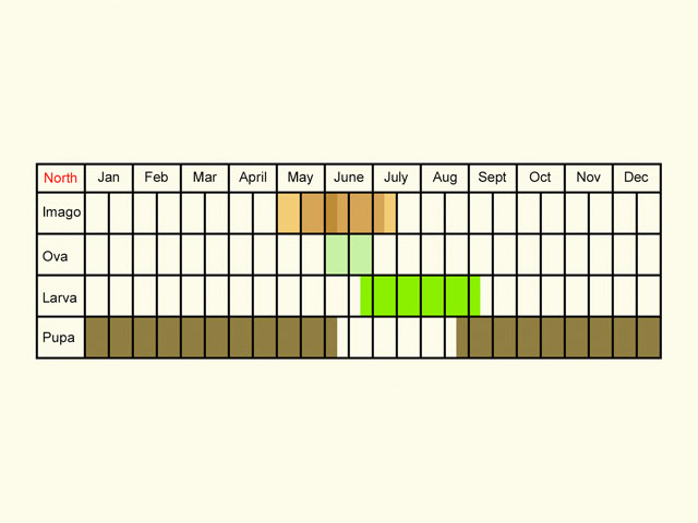  Life stages table Copyright Martin Evans 