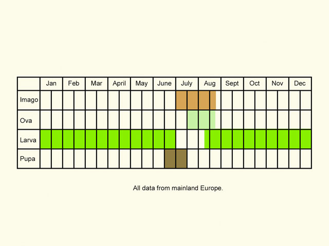  Life stages table Copyright Martin Evans 