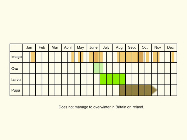 Life stages table Copyright Martin Evans 