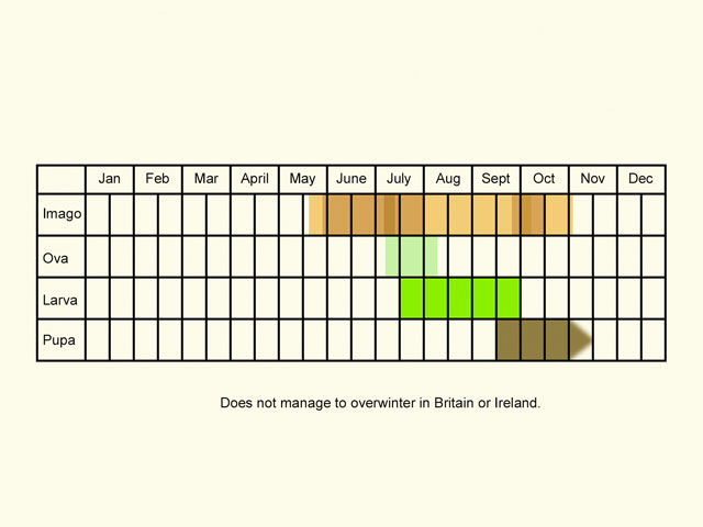  Life stages table Copyright Martin Evans 