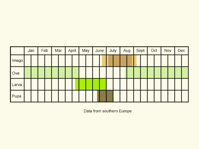  Life stages table Copyright Martin Evans 
